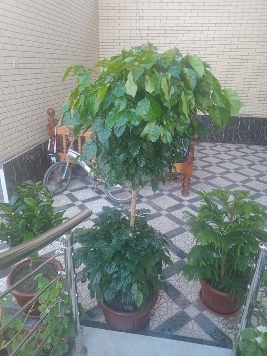 Kofe daraxtchasi ,Uy archasi. Kamila guli.