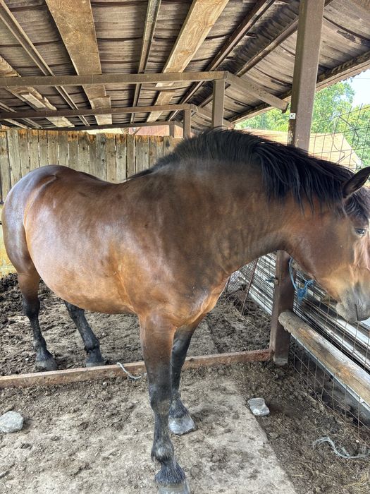 Vand - schimb iapa gestanta,4 ani