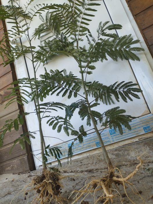 Фиданки от Албиция