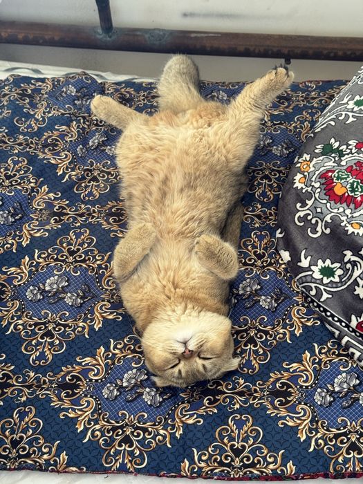 Продаётся котик золотая шиншилла + Scottish Fold