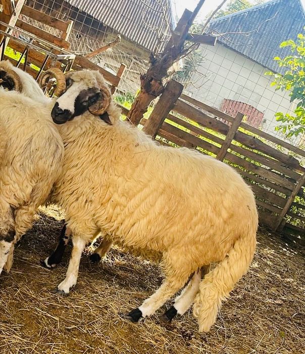 Disponibili 2 stramiori și un noaten
