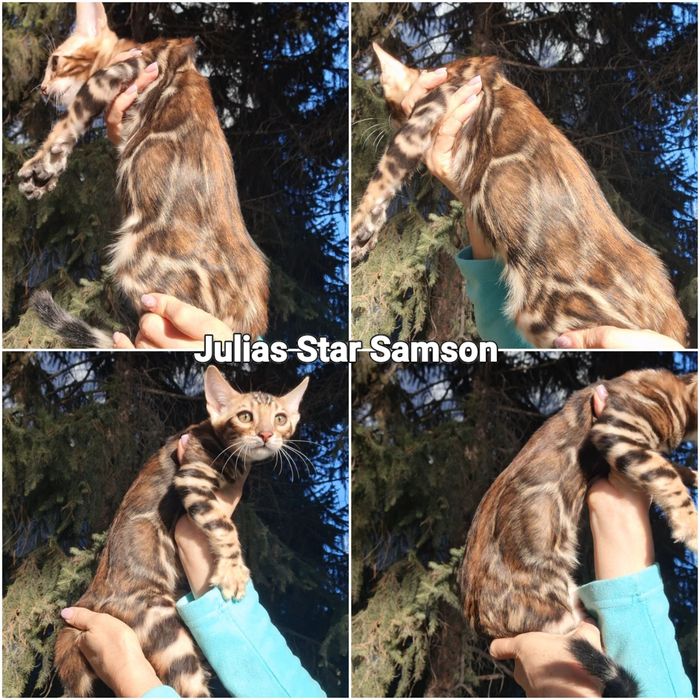 Минилеопард у вас дома!