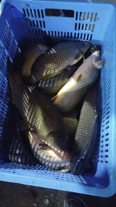 Живая Рыба Хорезмская, Хоразмдан олиб келинган тирик балик.