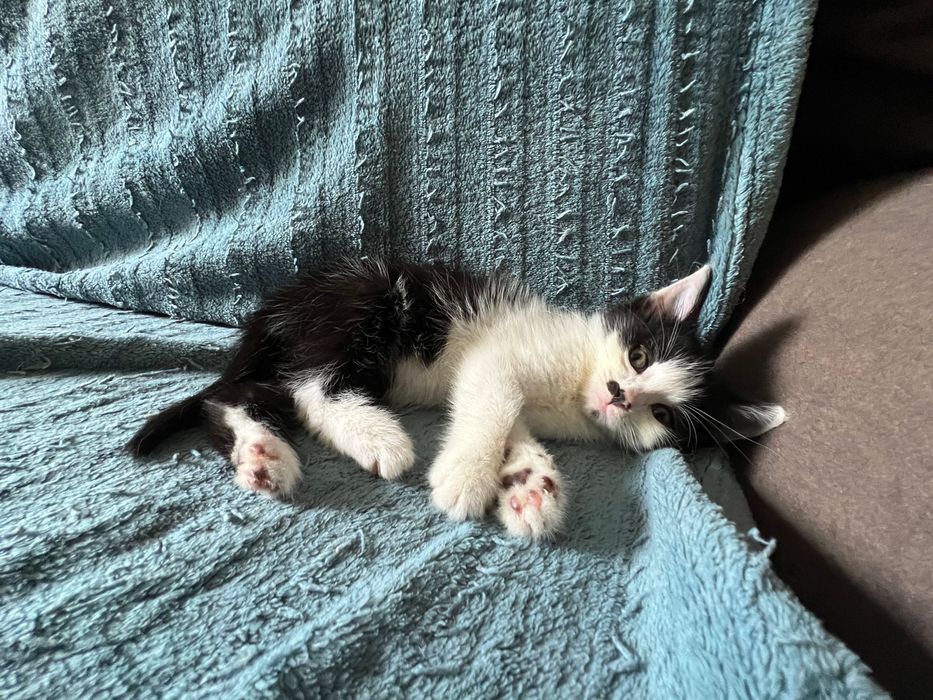 Котенок в добрые руки