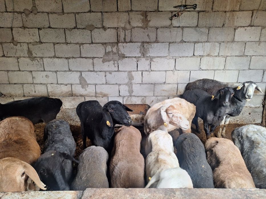 Продаётся Бараны