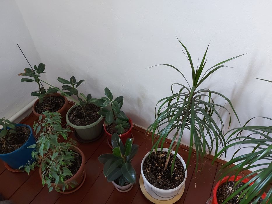 Срочно продаётся разные цветы