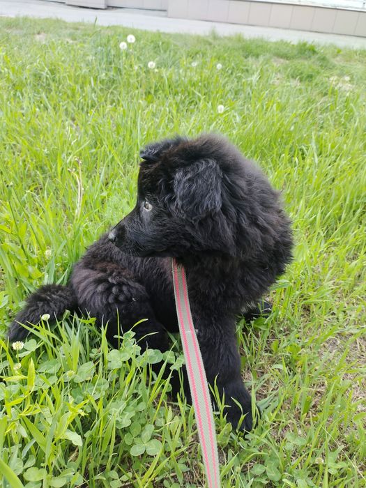 собачка восточно европейская