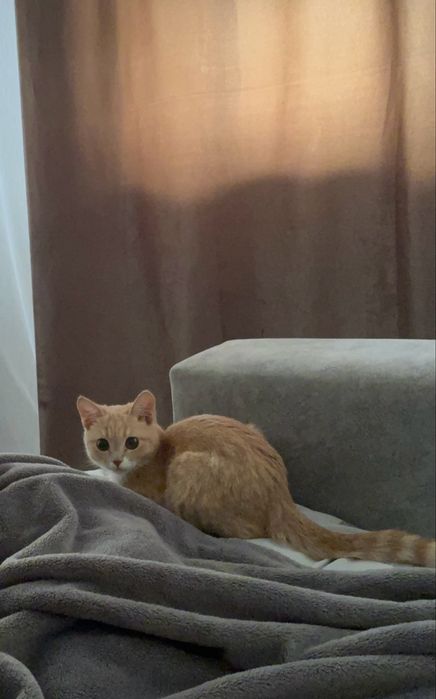 Отдам котенка мальчика