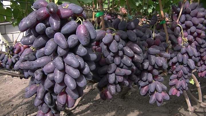 Fermer xojalgda yetishtrlgan uzum kochat