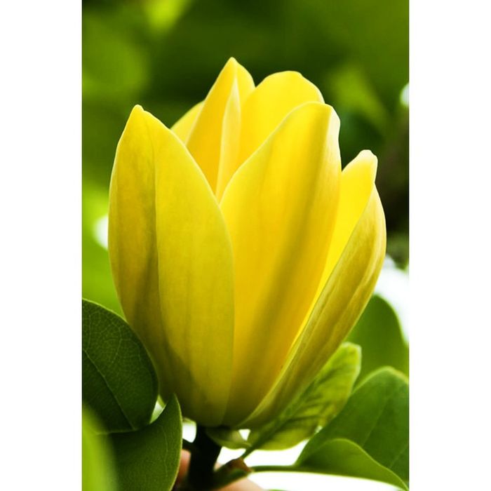 Magnolia Yellow Bird  la Ghiveci