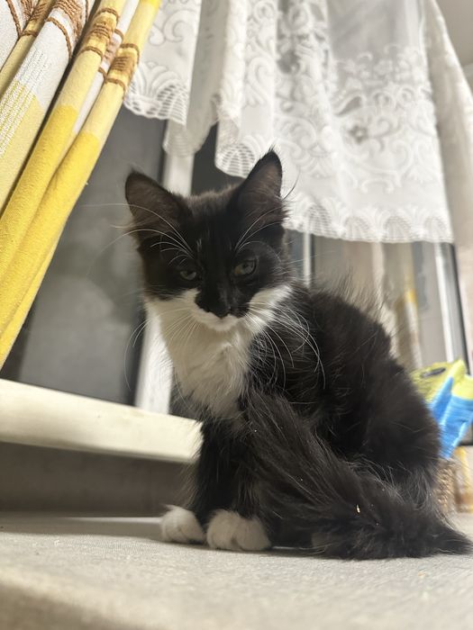 Отдадим котят в хорошие руки