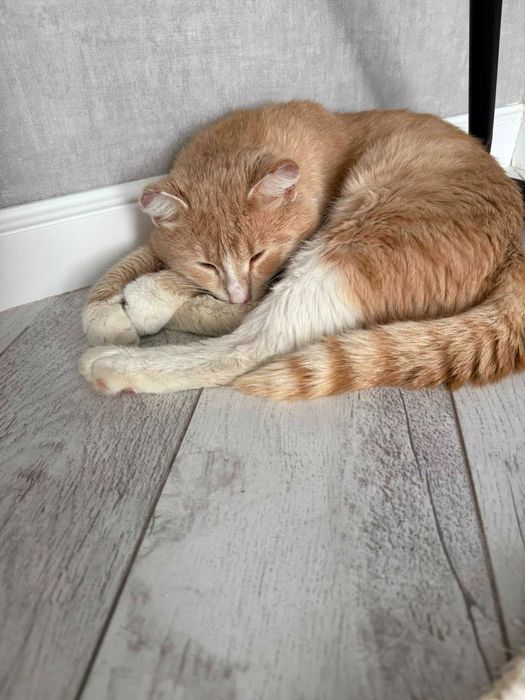 Отдам кота в хорошие руки