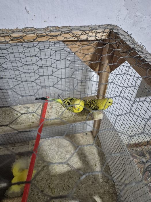 Vând papagali texani