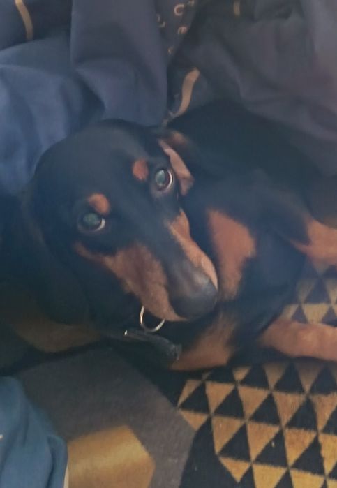 Щенок мраморной минитаксы