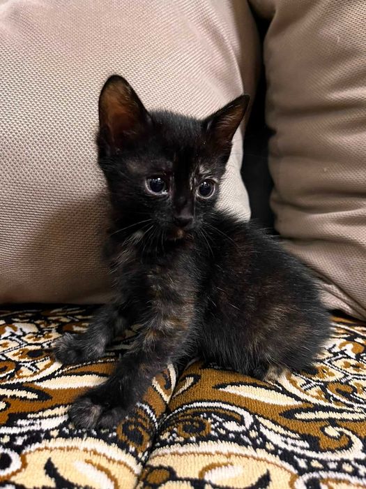 Котята в хорошие руки