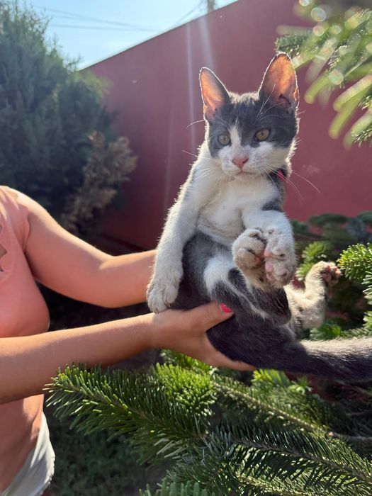 Adopție 5 pisoi minunați!