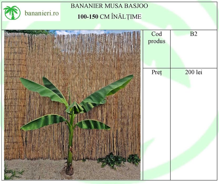 Bananieri Musa Basjoo Livrare Targoviste Ploiesti Bucuresti Pitesti