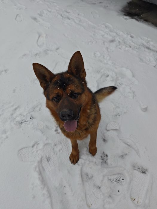 Немецкая овчарка на вязку.