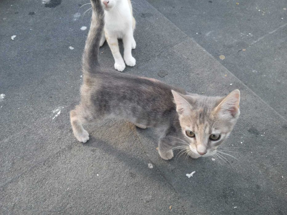 Donez 5 pisici,mama cu puii