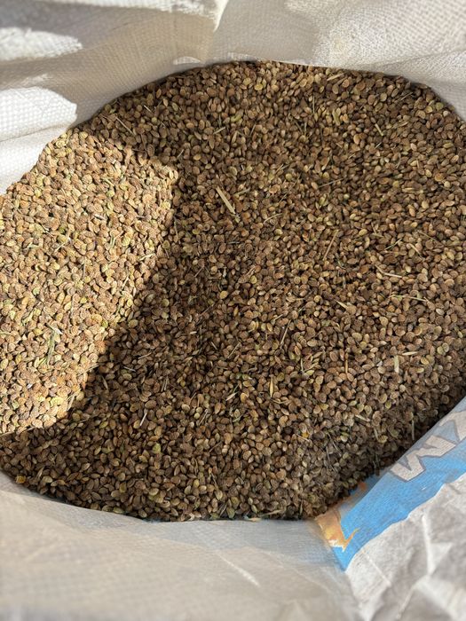 Продам семеной ячмень семена экспарсета