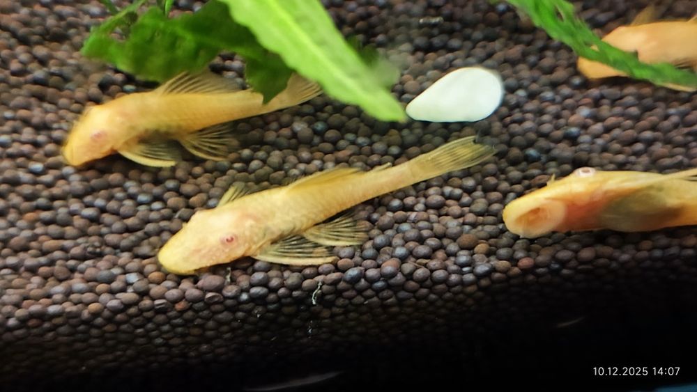 Анцитрус золотой - сомик