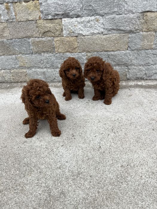 Пудел той мини пудел