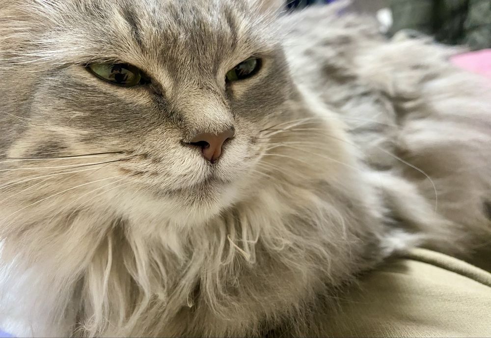 Отдам кошку в добрые руки