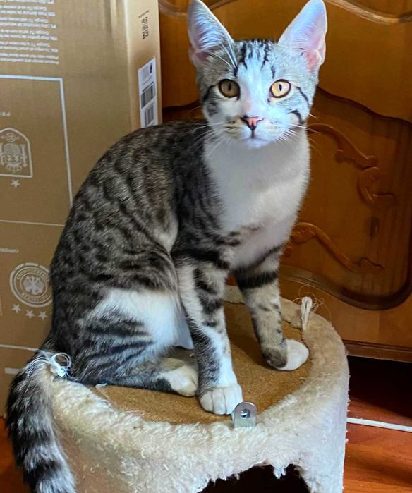 Adoptie pui de pisica Misulicii