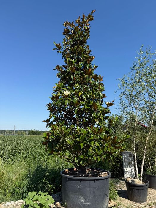 Magnolia  gradiflora  maslin