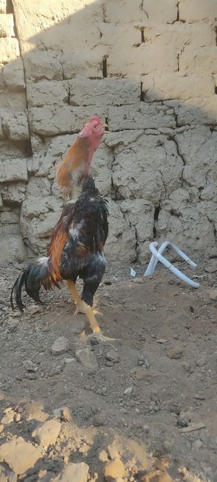 Dakan xoʻrozla sotiladi