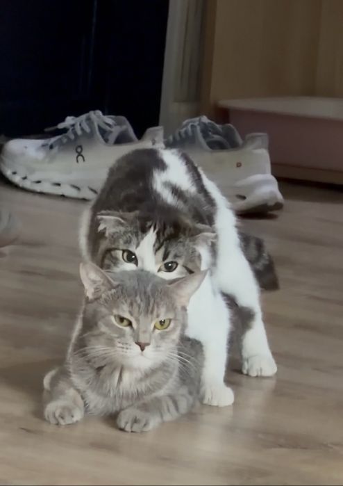 Шотландский вислоухий кот
