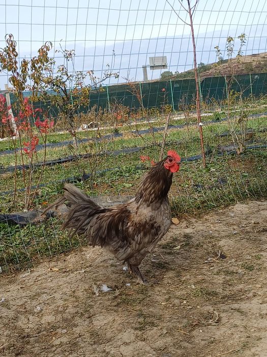 Cocos austrolop deosebiti