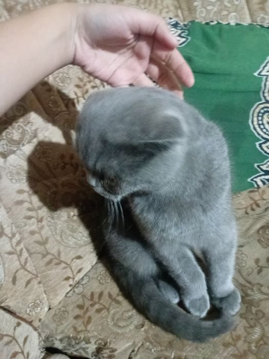 Scottish fold garantiya beriladi