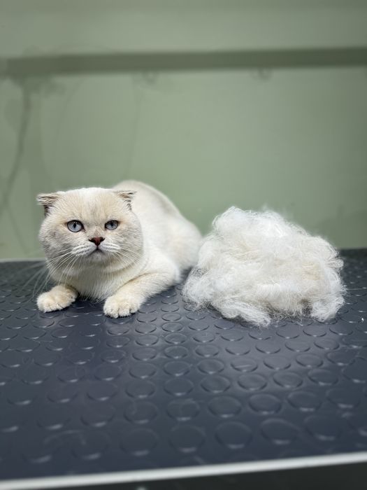 Груминг салон бурундай