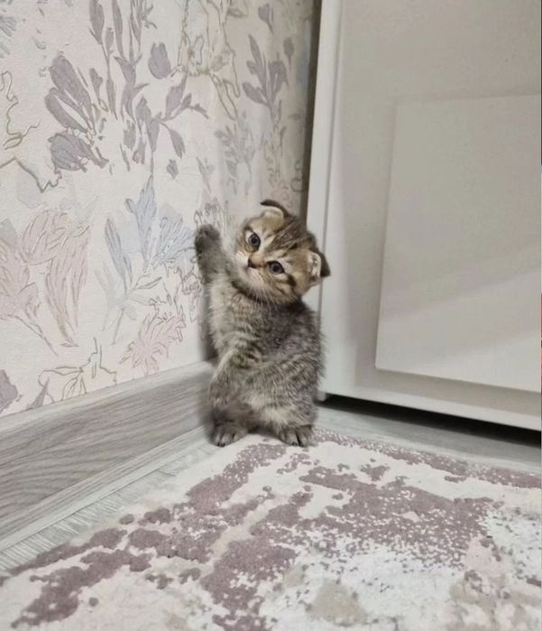 Котята девочки по 20-25 тыс