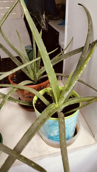 Растение Алое,-вера.  Лечебное