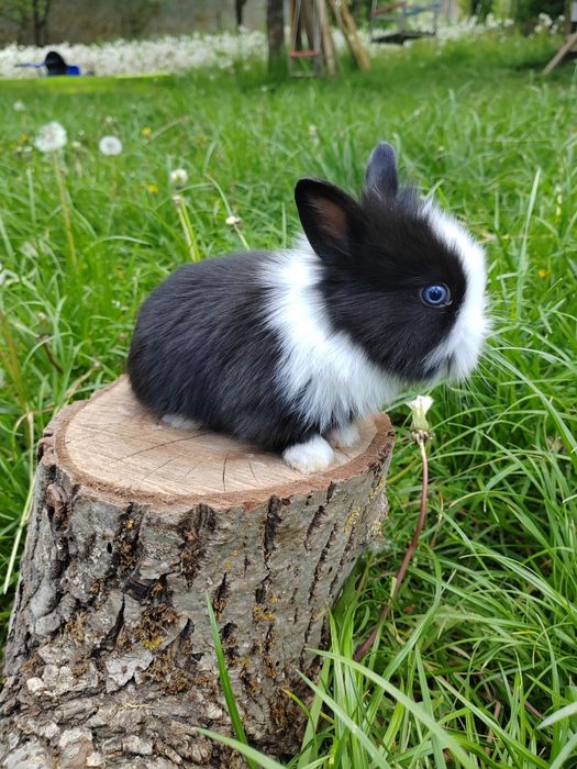 Iepurași pitici de companie