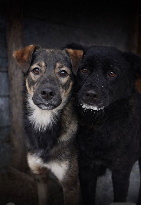 Мальчишки, 2 года. Кастрированы.