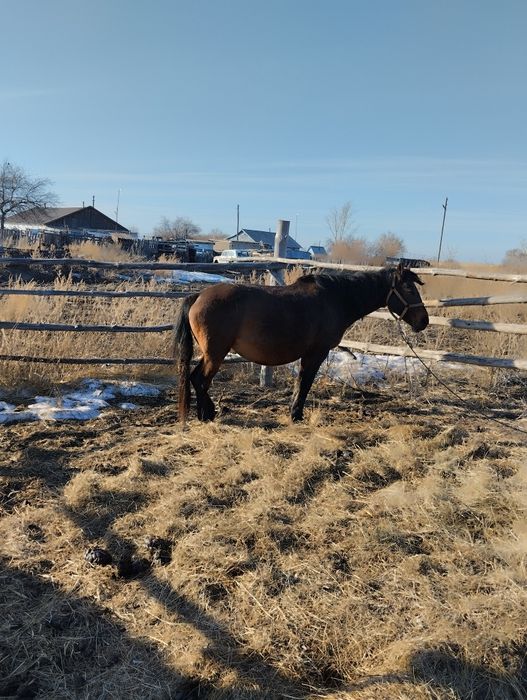 Продам жерёбую кобылу