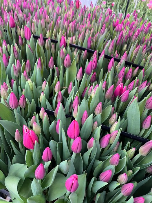 Премиальные тюльпаны оптом и в розницу
