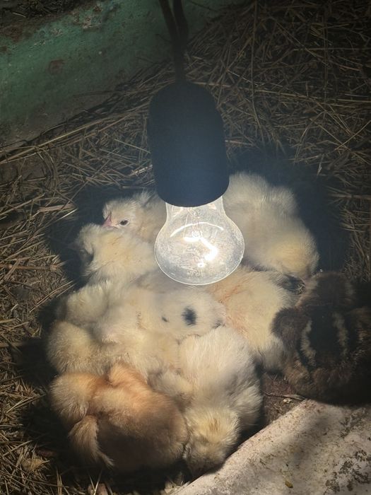 Продам цыплят домашних