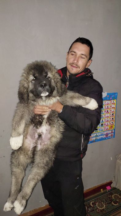 Щенки кавказской овчарки