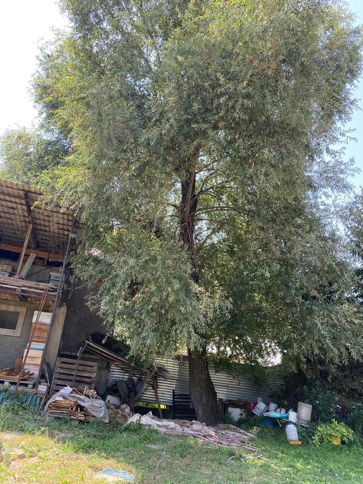 Спил. Пилим деревья