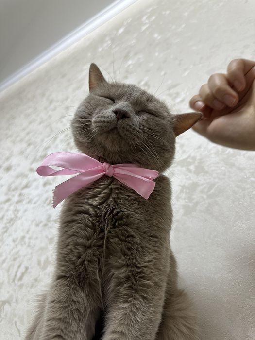 Срочно продам кот