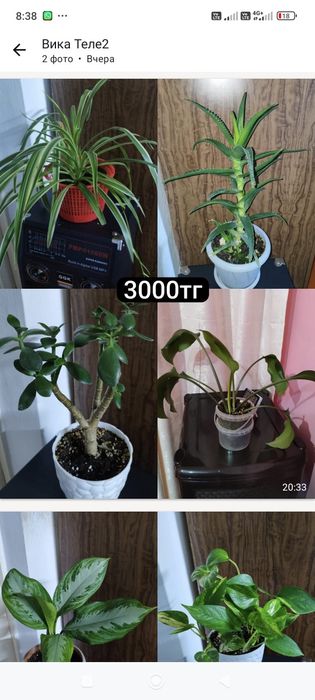 Продам домашние цветы