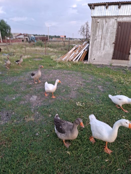 Гуси на продажу.