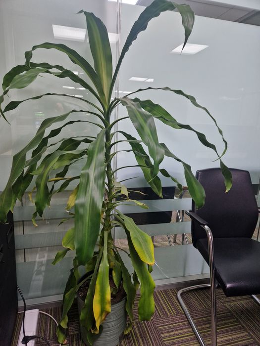 Продам цветок "кукуруза"