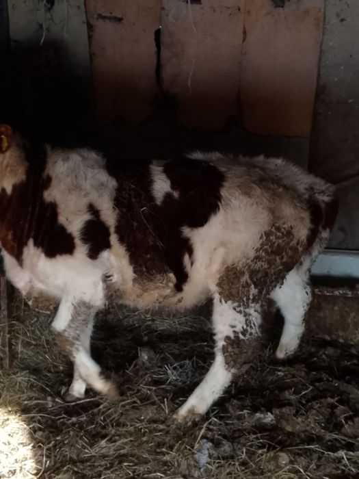 Продам тёлочку с откорма