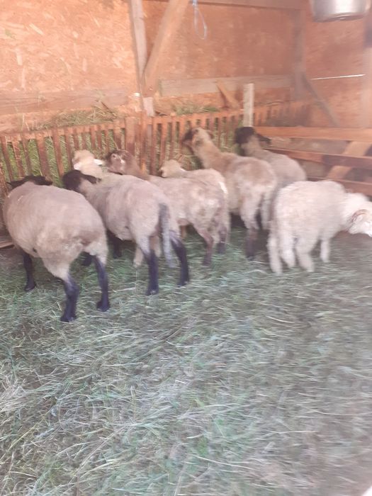 Oi și miei de vanzare