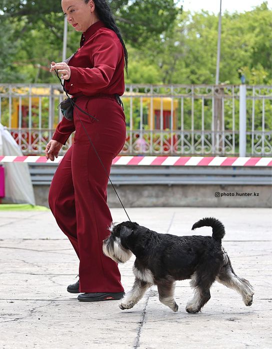 Вязка кабель Цвергшнауцер